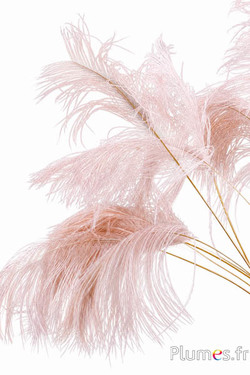 Panicule struzzo calamo dorato - 30-40 cm - beige rosato